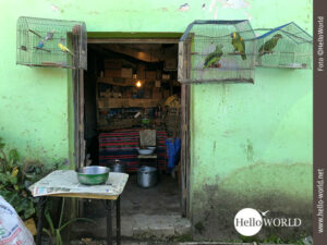 Diese Momentaufnahme aus einem Dorf in S&uuml;damerika ist Teil einer Bilderserie und zeigt K&auml;fige mit Sittichen an einer gr&uuml;nen Hauswand h&auml;ngend.