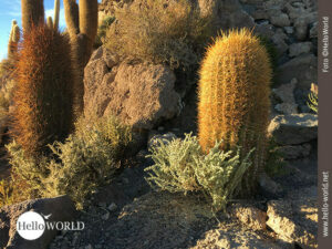 Dieses Bild von der Isla Incahuasi zeigt einen gelben l&auml;nglichen Kaktus in der Nahaufnahme.