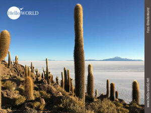 Das Bild aus Bolivien zeigt die Kakteeninsel Isla Incahuasi mit Blick auf die Salar de Uyuni.