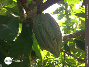 Dieses Bild aus Bolivien zeigt eine Kakaofrucht aus der N&auml;he.