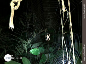 Das Bild zeigt eine Nachtaufnahme im Dschungel Boliviens, mit einer Spinne in einem gro&szlig;en Spinnennetz.