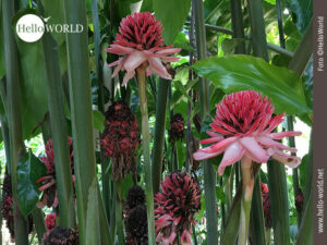 Das Bild zeigt purpurfarbene Bl&uuml;ten, die im Madidi Nationalpark in Bolivien zu sehen sind.