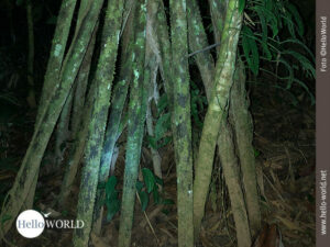 Das Bild aus dem Regenwald Boliviens zeigt das &uuml;berirdische Wurzelgebilde des Walking Tree.