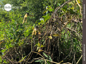 Das Bild entstand in der Pampas in Bolivien und zeigt zwei kleine &Auml;ffchen im Geb&uuml;sch.