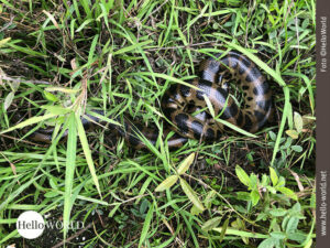 Anaconda im bolivianischen Feuchtgebiet Das Bild entstand in der Pampas in Bolivien und zeigt eine Anaconda zusammengerollt im Gras liegend.