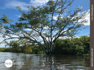 Das Bild entstand in der Pampas in Bolivien und zeigt einen gro&szlig;en Baum im Wasser stehend