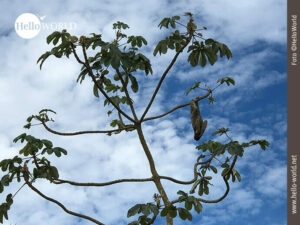 Lässig: Faultier in der bolivianischen Pampas Das Bild stammt aus der Pampas Boliviens und zeigt ein Faultier, das lässig an einem Baumast hängt.