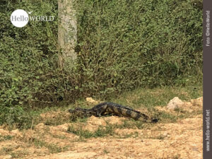 Das Bild entstand in der Pampas Boliviens und zeigt ein Krokodil am Stra&szlig;enrand.