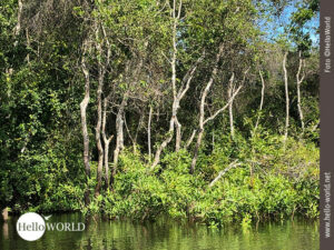 Dieses Bild zeigt Str&auml;ucher und B&auml;ume, die in der Pampas am Rande des Wassers stehen.