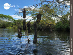 Seltsame Flora inmitten der Pampas Boliviens Das Bild entstand in der Pampas in Bolivien und zeigt einen Ast mit bräunlichen Anhängen, die ins Wasser ragen.