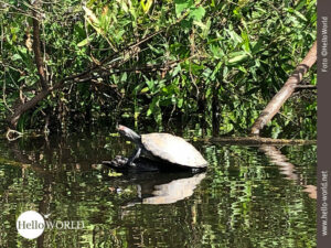 Schildkröte beim Sonnenbad in der Pampas Das Bild wurde in der bolivianischen Pampas aufgenommen und zeigt eine Schildkröte, die sich auf einem Ast im Wasser sonnt.