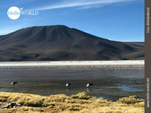 Blick auf die rote Lagune in Bolivien Im Bild sieht man die rote Lagune in Bolivien mit Flamingos und im Hintergrund ein mit dunkler Vulkanasche bedeckter Berg.