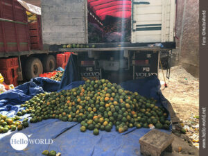 Frisch von der Plantage: Orangen Das Bild vom Mercado el Morro in Sucre, Südamerika, zeigt einen Laster voller grüner Orangen, die auch vor dem Laster auf einer blauen Plane liegen.