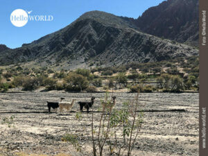 Das Bild zeigt vier Lamas in Tupiza, S&uuml;damerika, im Hintergrund ein Berg.