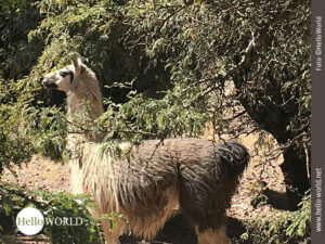 Dieses Bild von Tupiza, S&uuml;damerika, zeigt die Nahaufnahme eines zweifarbigen Lamas, das in einem Geb&uuml;sch steht.