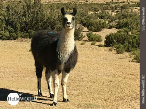 Das Bild aus Bolivien, S&uuml;damerika zeigt ein schwarzes Lama mit wei&szlig;en F&uuml;&szlig;en und Hals das in der Pampa steht.