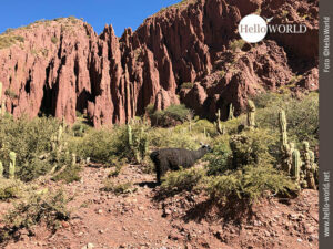 Das Bild zeigt den Canyon von Tupiza, S&uuml;damerika, mit seinem roten Gestein und dazwischen ein schwarzes Lama beim Grasen.