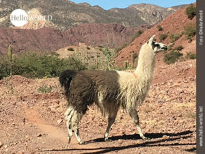 Das Bild aus Bolivien, S&uuml;damerika, zeigt ein zweifarbiges Lama von der Seite in einem felsigen, roten Umfeld.