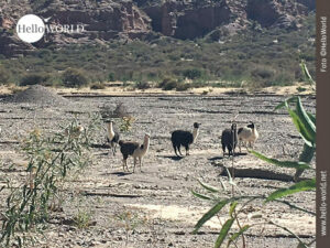 Das Bild aus Tupiza in S&uuml;damerika zeigt aus sechs Tieren bestehende Lamaherde, die in einem ausgetrockneten Flusstal steht.