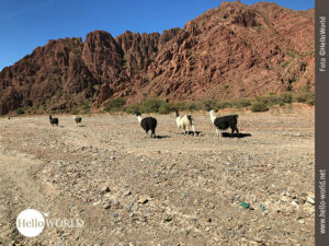Das Bild aus Bolivien, S&uuml;damerika, zeigt eine Herde Lamas, die in einem ausgetrockneten Flu&szlig;bett laufen, rechts rote Felsen.