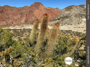 Traumhafte Landschaft bei Tupiza Das Bild aus Bolivien zeigt eine Landschaftsaufnahme aus der Quebrada de Palala mit Kakteeen im Vordergrund.