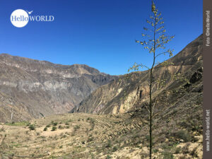 Dieses Bild entstand im Colca Canyon, Peru, und zeigt einen Blick auf eine terrassenf&ouml;rmige Landschaft und im Vordergrund eine hochgewachsene Pflanze vor blauem Himmel.