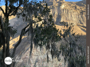Dieses Bild aus dem Colca Canyon, Peru, zeigt einen Baum, an dessen &Auml;ste graue lange F&auml;den h&auml;ngen, die sich als Parasiten herausstellen.