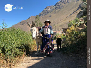 Gute Laune im Colca Canyon-Gebiet Dieses Bild zeigt eine traditionell gekleidete, lächelnde Frau mit Esel und Hund auf einem Weg im Colca Canyon, Peru, dahinter die Berge.