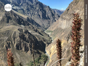 Dieses Bild zeigt den Blick in das Tal des Colca Canyon, Peru, in dem unten ein Fluss flie&szlig;t, der von schroffen Felsw&auml;nden umrahmt wird.