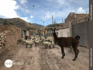 Dieses Bild aus einem Colca-Dorf, Peru, zeigt eine sandige breite Stra&szlig;e mit kleinen H&auml;usern durch das eine Schafherde zieht, bewacht durch ein braunes Lama, das neugierig Richtung Kamera blickt.