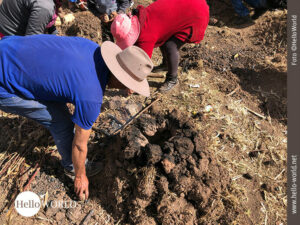 Das Bild aus Cusco, Peru, zeigt Menschen, die geb&uuml;ckt auf einem Acker Kartoffeln einsammeln.