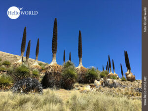 Bromeliengewächse in Nordperu Dieses Bild aus Nordperu zeigt ein Feld mit riesigen Bromelien, deren braune Blütenstämme in den blauen Himmel ragen.