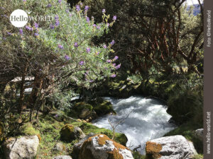 Idyllischer Bachlauf im Nationalpark Huascarán Dieses Bild aus dem Nationalpark Huascarán in Peru zeigt einen wilden Bach umgeben von bemosten Steinen und blühenden Bäumen.
