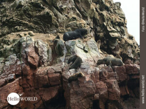 Auf Platzsuche: Robben bei den Islas Ballestas Dieses Bild aus dem Süden Perus zeigt eine Nahaufnahme von Robben, die sich auf einem Felsen tummeln.