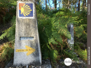 Wegzeichen auf dem Camino Portugues: Die Jakobsmuschel und ein gelber Pfeil auf einem Stein stehen am Waldrand von Cesantes und weisen uns den Weg.